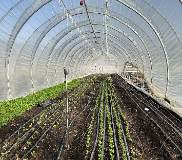Caterpillar tunnel with overhead sprinklers and drip lines both installed, used at different crop growth stages.