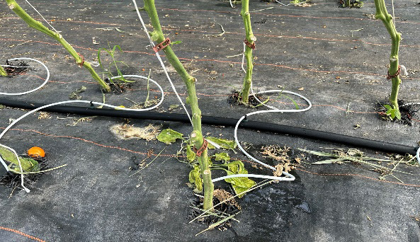 Tomato plants with individual emitters connected to tubing delivering water directly to each plant base.