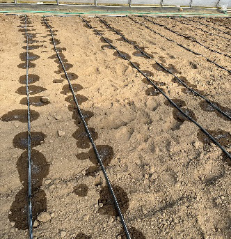 Drip irrigation lines applying water in small, localized spots along the soil directly beneath each emitter.