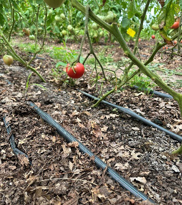 Tomato bed with multiple parallel drip tapes laid across the soil to increase the wetted area for irrigation.