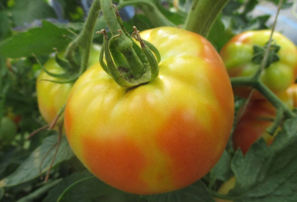 Tomato fruit with uneven yellow and orange ripening on the upper surface, showing symptoms of yellow shoulder disorder.