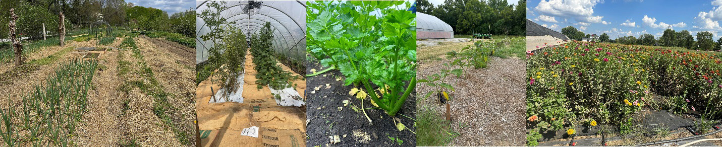 Examples of mulch materials used on small farms.