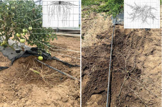 Comparison of root systems showing a tomato plant with deeper, branching roots on the left and a watermelon plant with wide, shallow-spreading roots on the right.