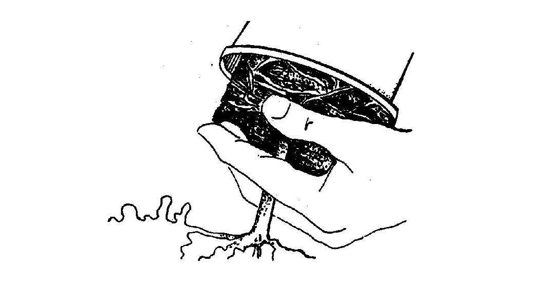 Illustration of removing a plant from its pot, showing roots and soil being supported by a hand for repotting.
