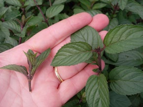 Pinched stem in hand.