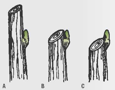 Illustration of heading cuts: (A) cut leaves too long a stub, (B) proper cut above a bud, (C) cut too close to the bud.