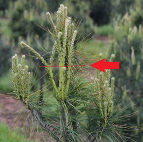 Photo of pine branch with new candle growth highlighted; central candle identified for pinching to control growth.