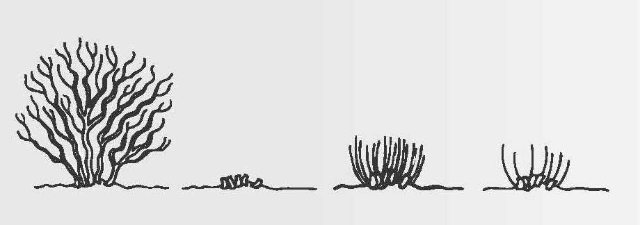 Illustration of rejuvenation pruning, showing a shrub cut back to ground level with new shoots thinned as they develop.