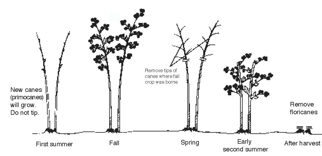 Diagram illustrating raspberry growth stages and pruning from first summer through fall, spring, and second summer with floricane removal
