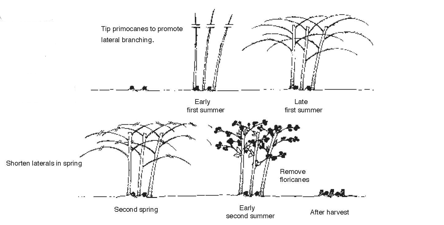 Diagram showing primocane tipping to encourage branching and spring pruning of laterals, followed by floricane removal after harvest