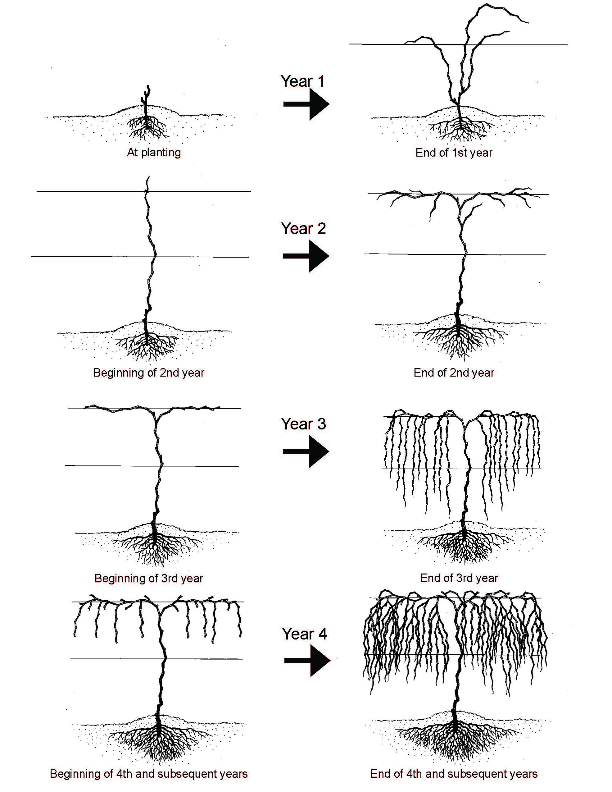 Diagram showing grapevine pruning and training from planting through year four, with progressive growth stages.