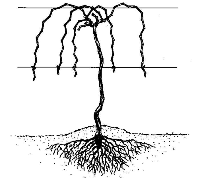Grapevine trained on a trellis with canes draped downward from an overhead wire in Umbrella Kniffin system.