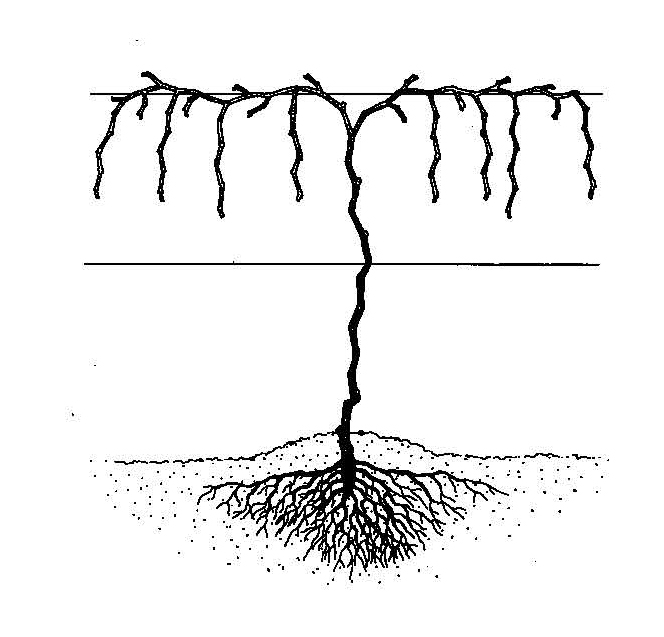 Grapevine trained with two horizontal cordons extending in opposite directions along a trellis wire.
