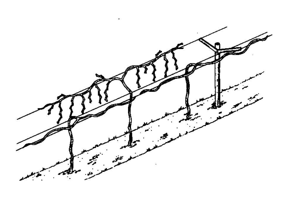 Grapevine trained on a divided trellis system with two parallel canopy curtains supported by posts and wires.