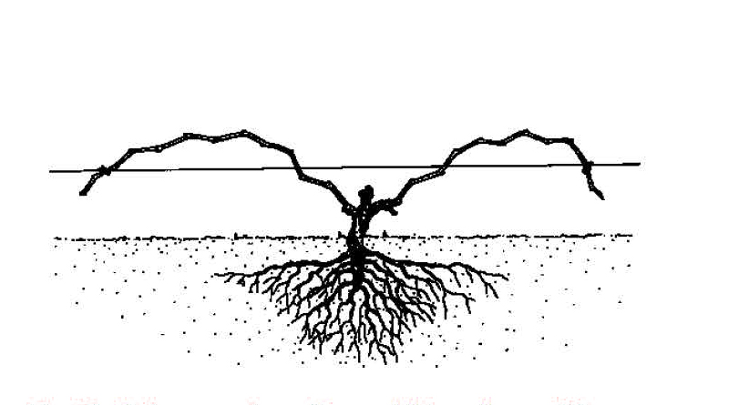 Low-trained grapevine with canes positioned near the ground for winter protection and covering.