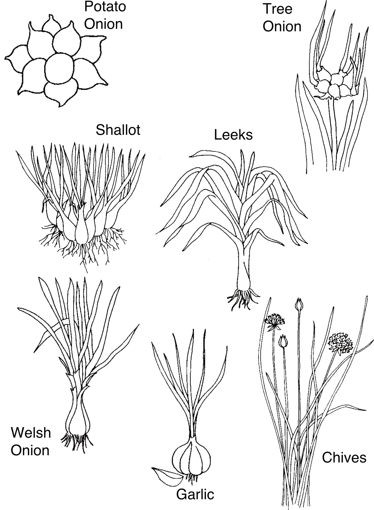 onion diagram