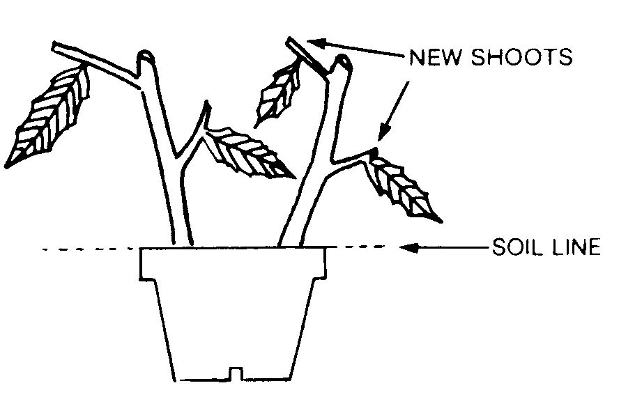 Black and white diagram. The soil line and new shoots in the diagram are labeled accordingly.