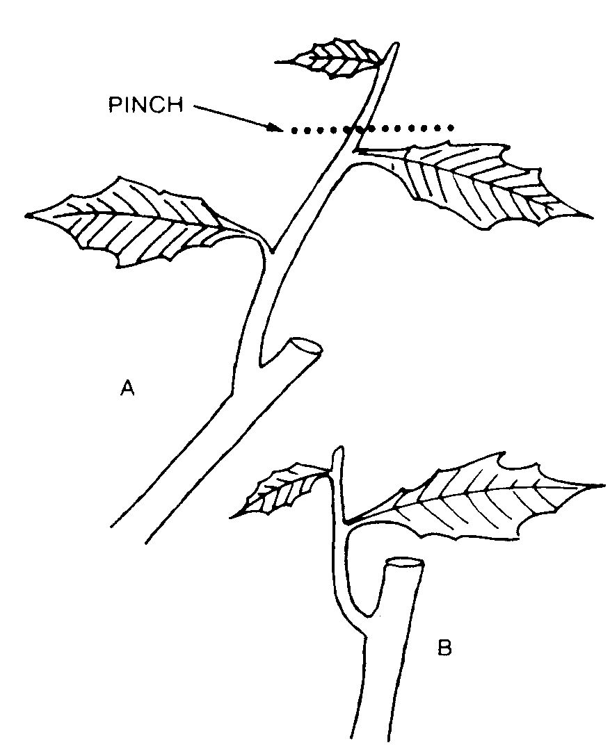 Black and white diagram instructing where to pinch shoots for a shorter plant.