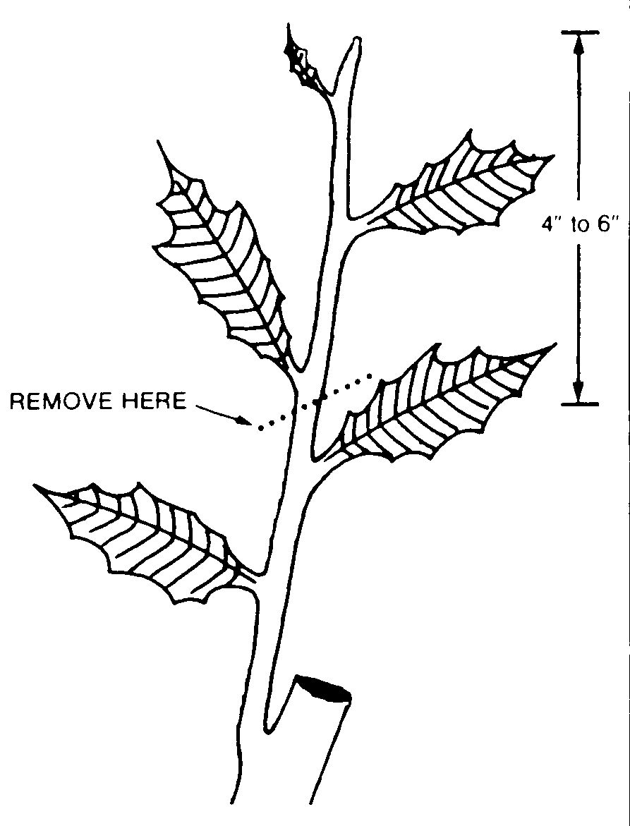 A diagram of how to propagate a poinsetta.
