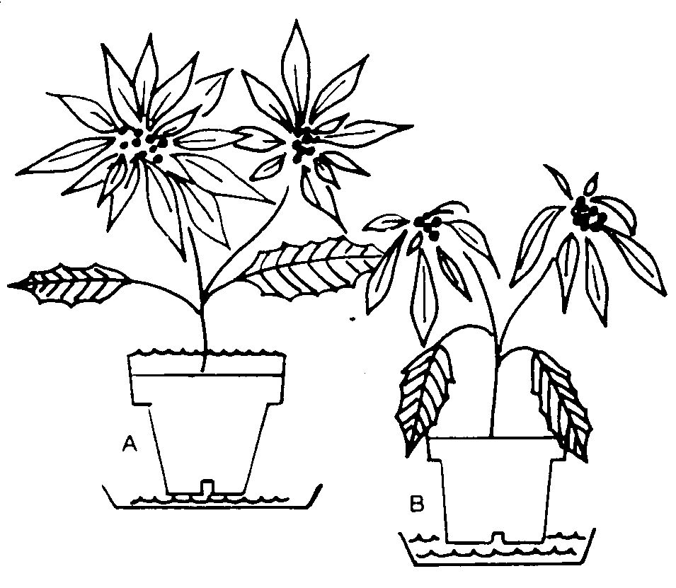 Black and white drawing comparing a properly watered and improperly watered poinsetta.