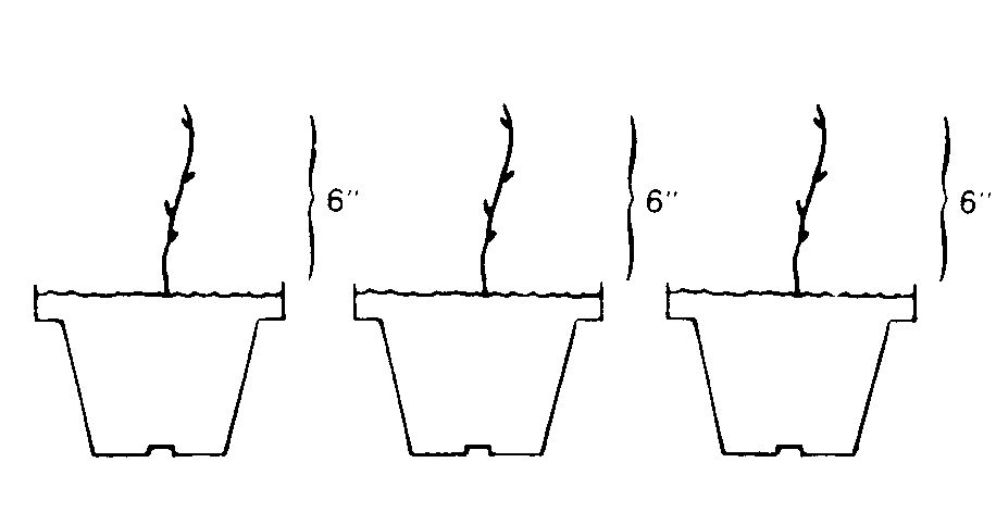 Black and white drawing showing repotted poinsettas.