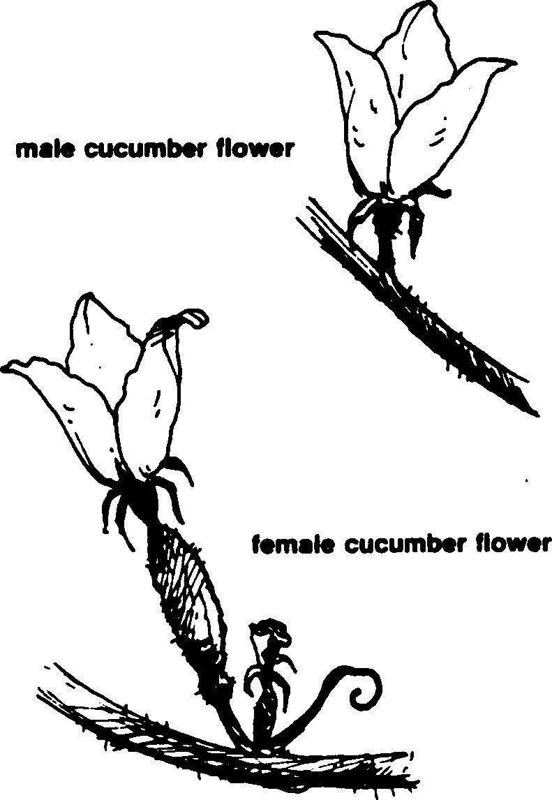 A black and white drawing displaying the different traits of male and female cucumber flowers