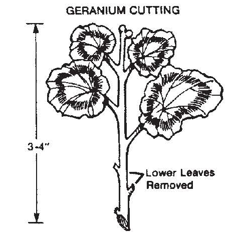 Black-and-white diagram of a geranium cutting showing a 3–4 inch stem with lower leaves removed and flowers at the top, labeled for propagation.