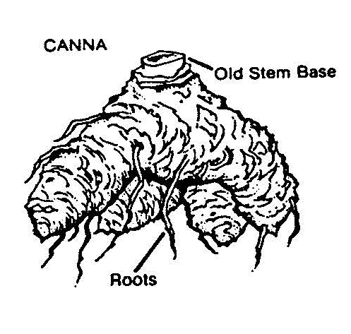 Illustration of a canna rhizome labeled with roots and old stem base, showing the thick underground structure used for propagation.