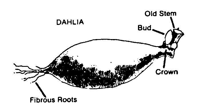 Diagram of a dahlia tuber highlighting fibrous roots, crown, bud, and old stem, illustrating key parts for division and growth.