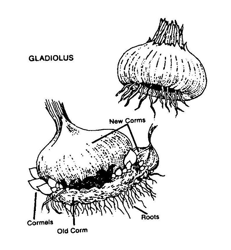 Diagram of gladiolus corms labeled with old corm, new corms, cormels, and roots, showing underground growth structure.