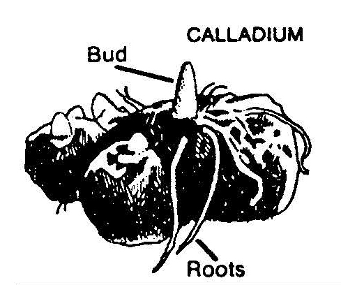 Illustration of a caladium tuber labeled with a central bud and surrounding roots, showing the plant’s growth structure.