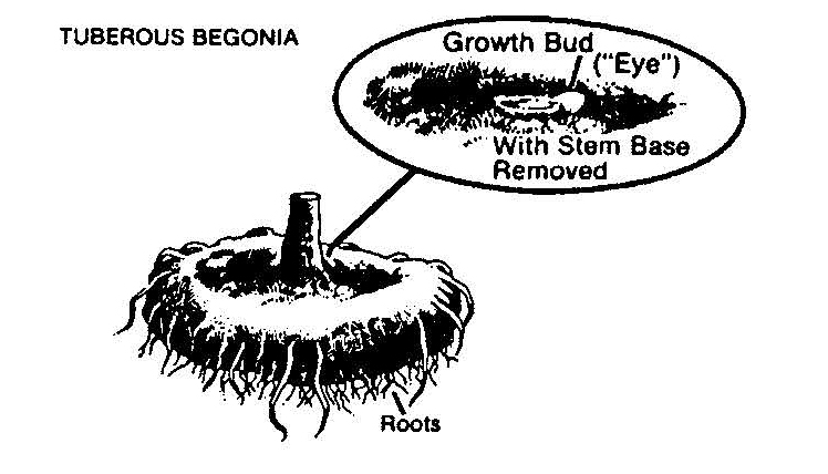 Diagram of a tuberous begonia tuber showing roots and a labeled growth bud (“eye”) on the surface after stem removal.