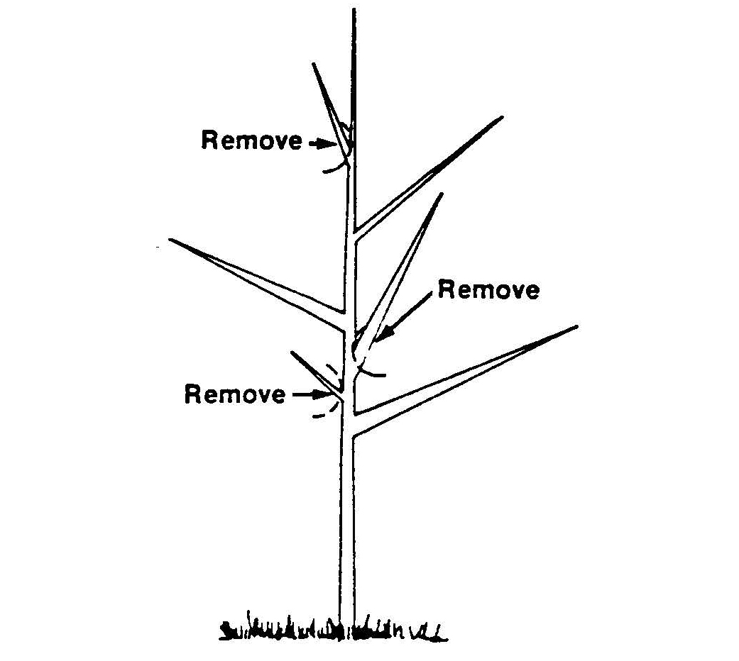 Diagram of a young cherry tree showing branches labeled “Remove” to indicate pruning cuts for proper structure.