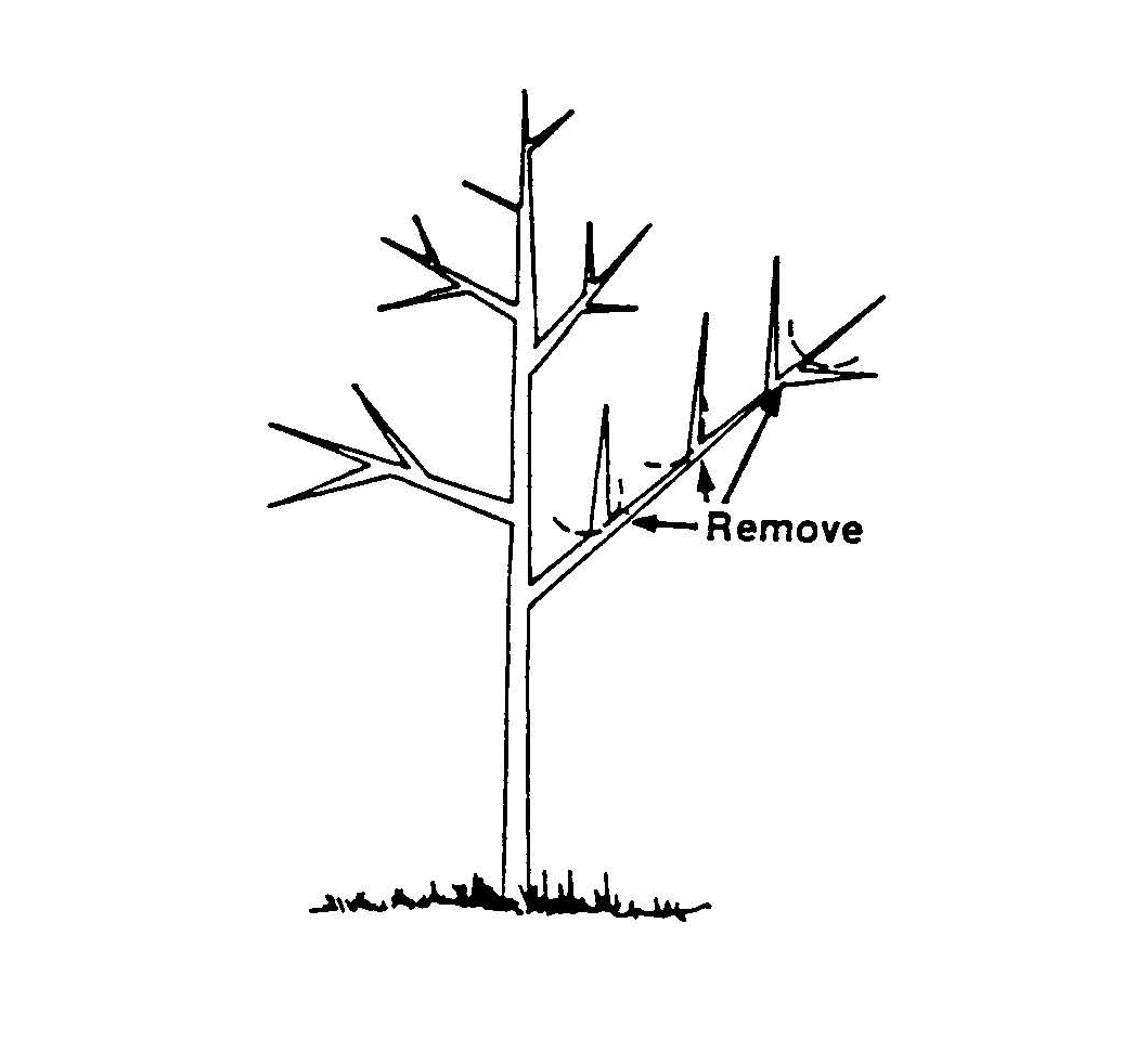 Diagram of a maturing cherry tree with arrows indicating which branches to remove to maintain growth and shape.