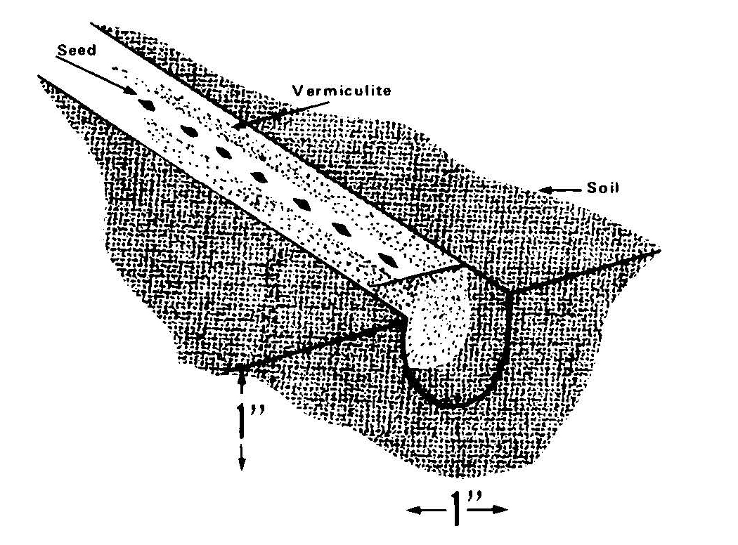 Black-and-white diagram showing seeds planted in a shallow furrow and covered with vermiculite and soil, with depth measurements labeled.