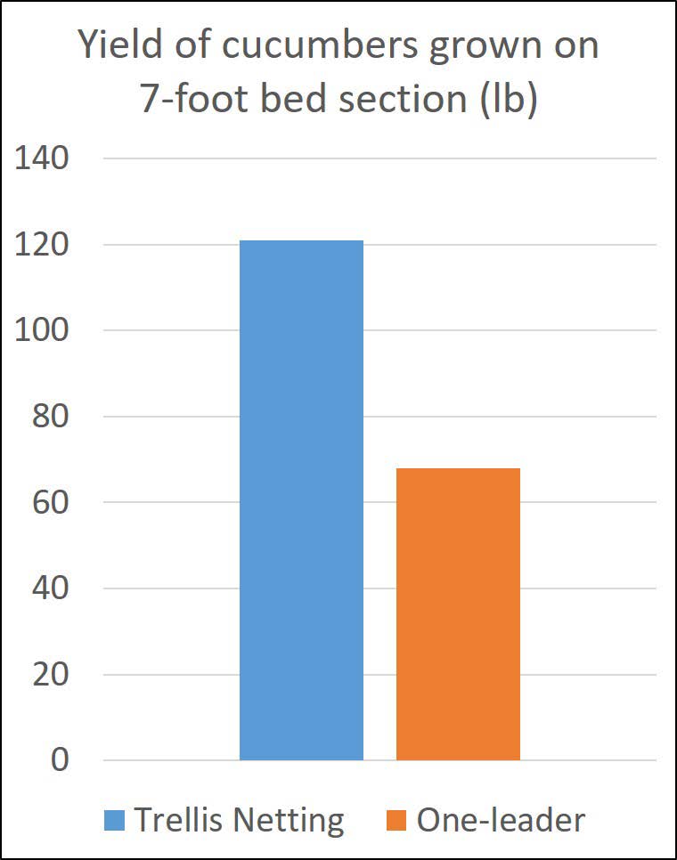 Bar chart comparing cucumber yield over five weeks from a 7‑foot bed section, showing higher total yield for plants grown with trellis netting than with the one-leader system.