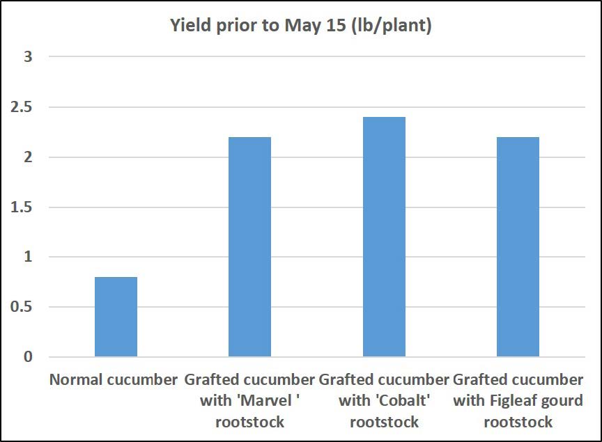 Bar chart showing early-season cucumber yield per plant before May 15, where grafted plants (especially ‘Cobalt’ rootstock) produce higher yields than non-grafted plants.