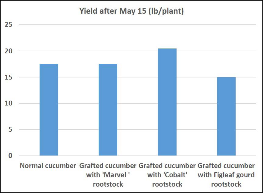 Bar chart showing later-season cucumber yield per plant after May 15, with grafted plants maintaining similar or higher yields, led by ‘Cobalt’ rootstock.