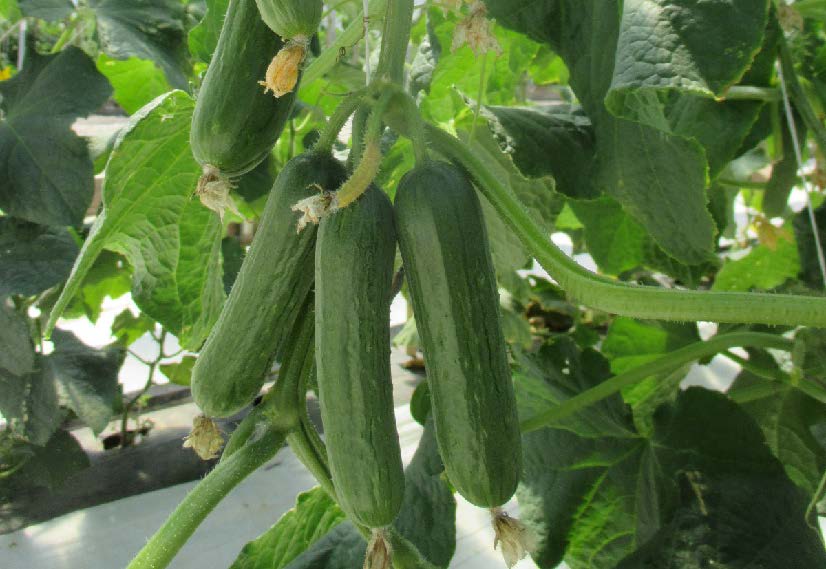 Mini cucumber cultivar ‘Picolino’ producing multiple fruits at a single node along the vine.