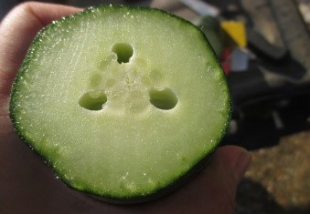 Cross-section of an oversized cucumber showing hollow heart with empty cavities in the center.