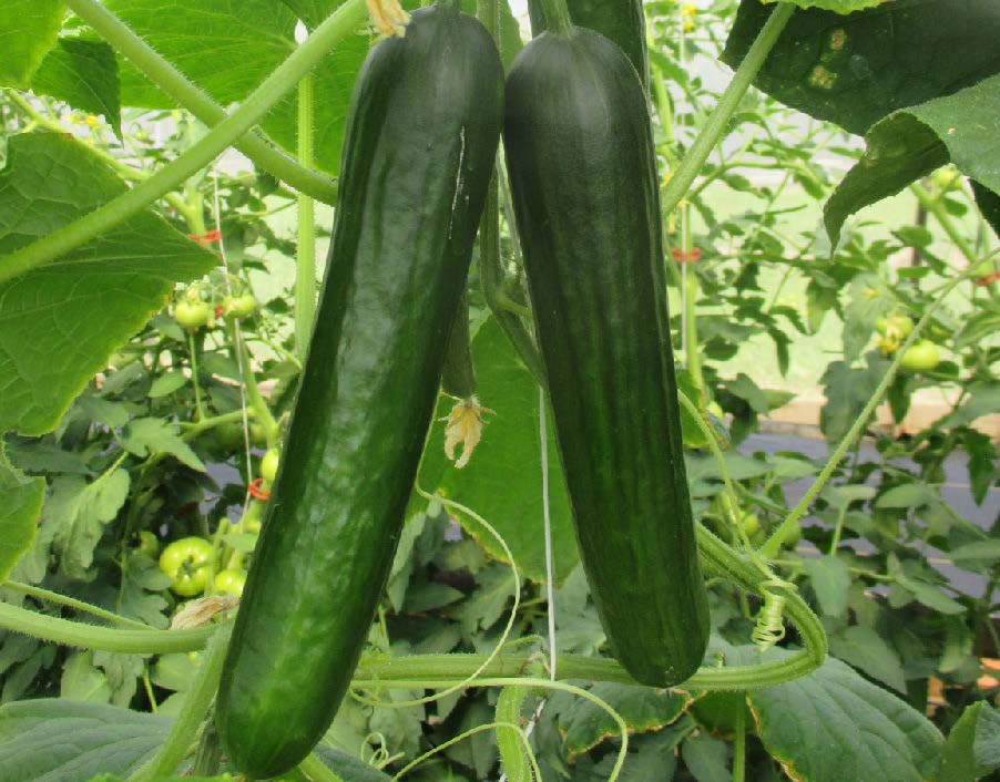 Beit alpha cucumber cultivar ‘Socrates’ growing on a vine inside a high tunnel.