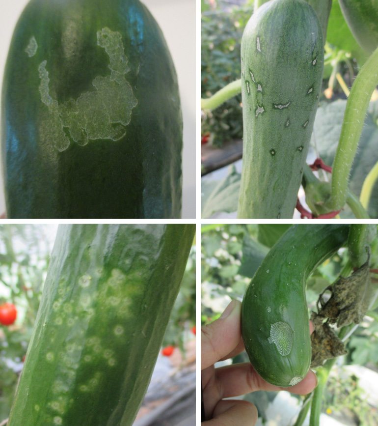 Close-up images of thin-skinned cucumbers showing surface scarring, spots, and feeding damage caused by insect pests.