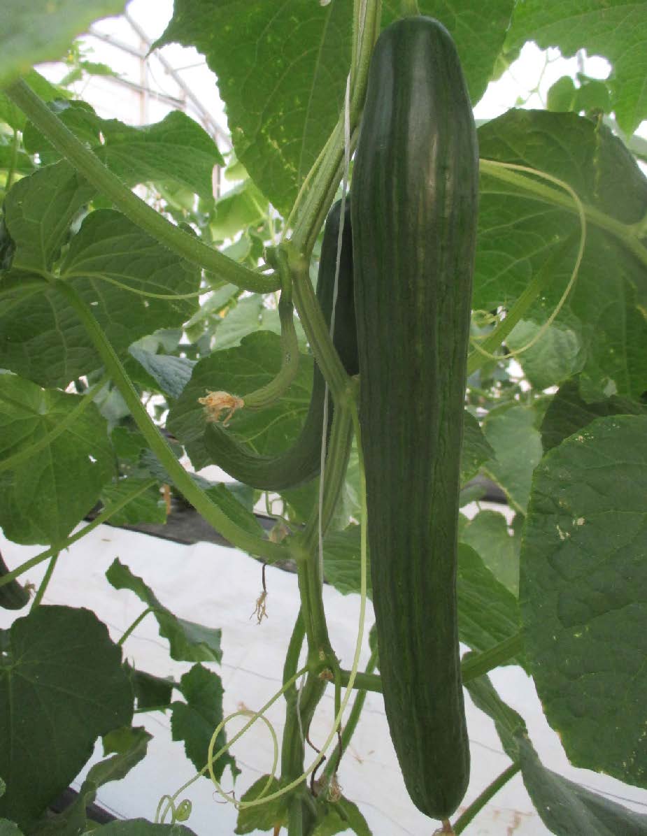 Dutch greenhouse cucumber cultivar ‘Tyria’ growing on a vine in a high tunnel.