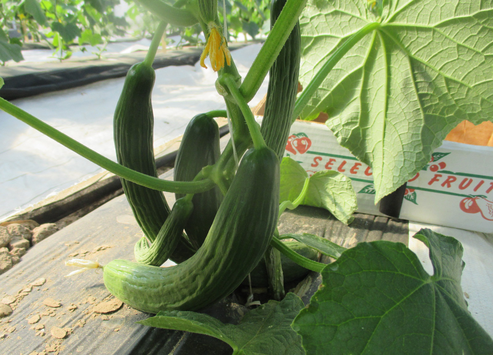 Young Dutch greenhouse cucumbers forming on lower nodes, with fruit resting on the ground and developing a curved shape.