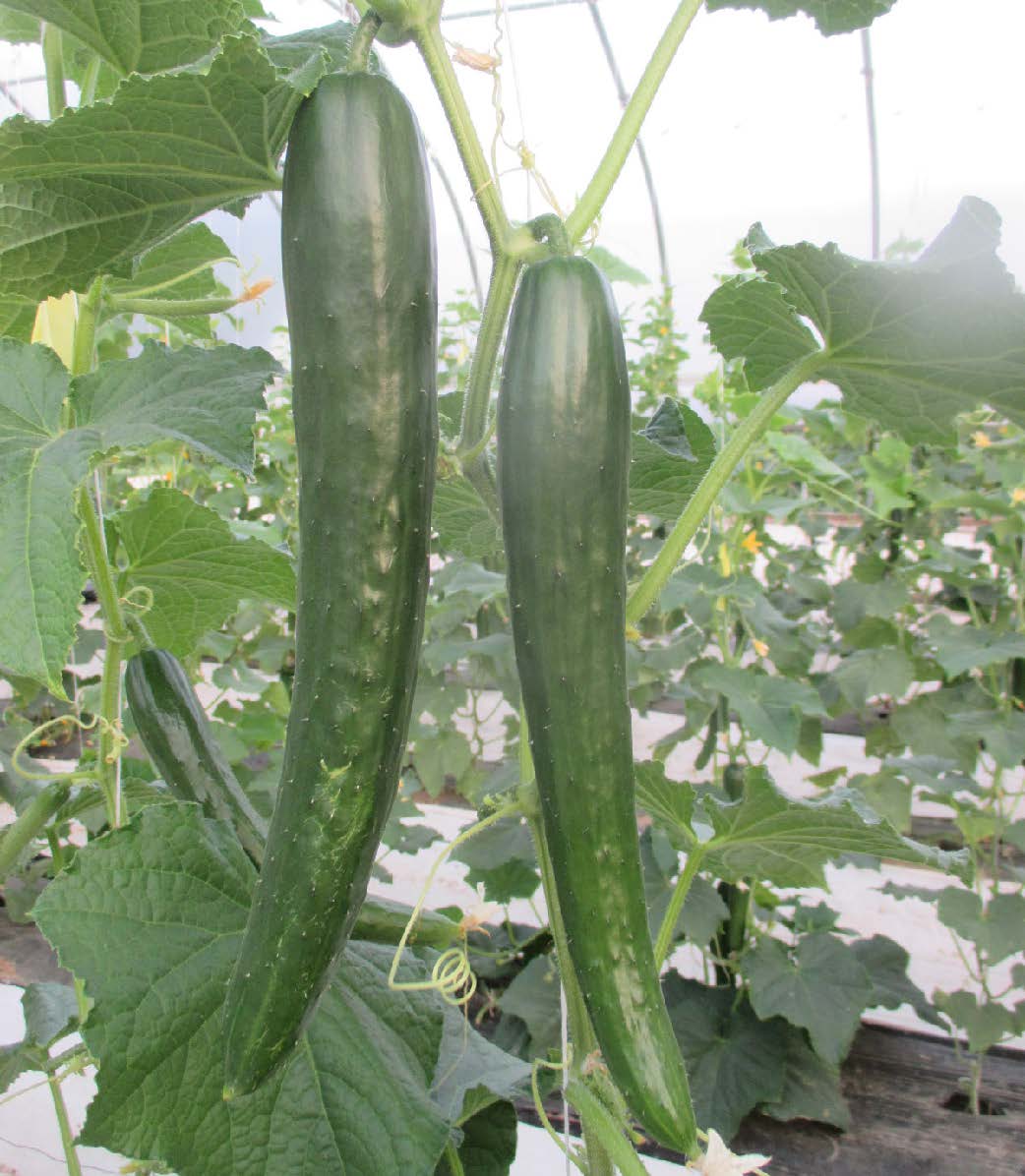 Japanese cucumber cultivar ‘Taurus’ growing vertically on vines inside a high tunnel.
