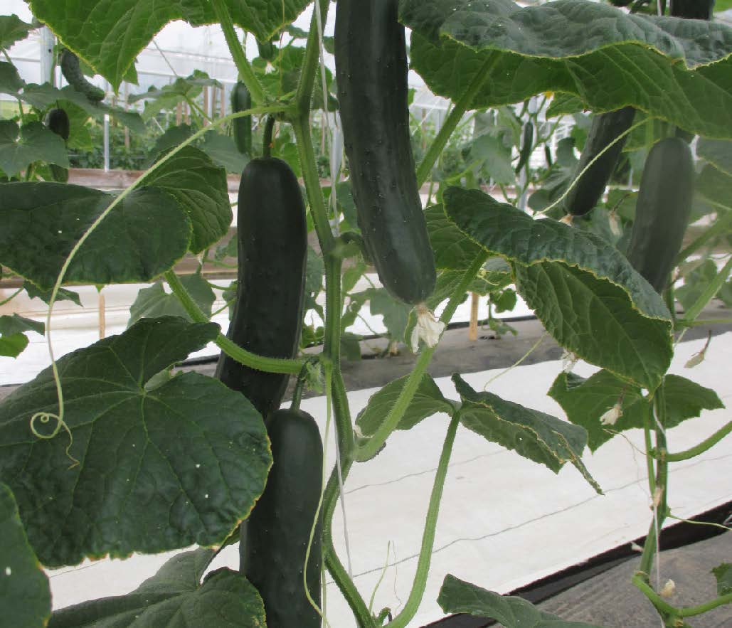 American slicer cucumber cultivar ‘Corinto’ growing on a vine in a high tunnel.