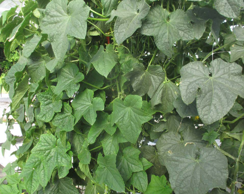 Cucumber plants growing vertically on trellis netting inside a high tunnel.