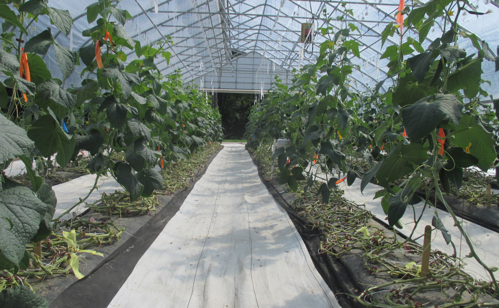 High tunnel rows of cucumbers trained in a one-leader system with lower leaves removed and stems coiled on the ground.
