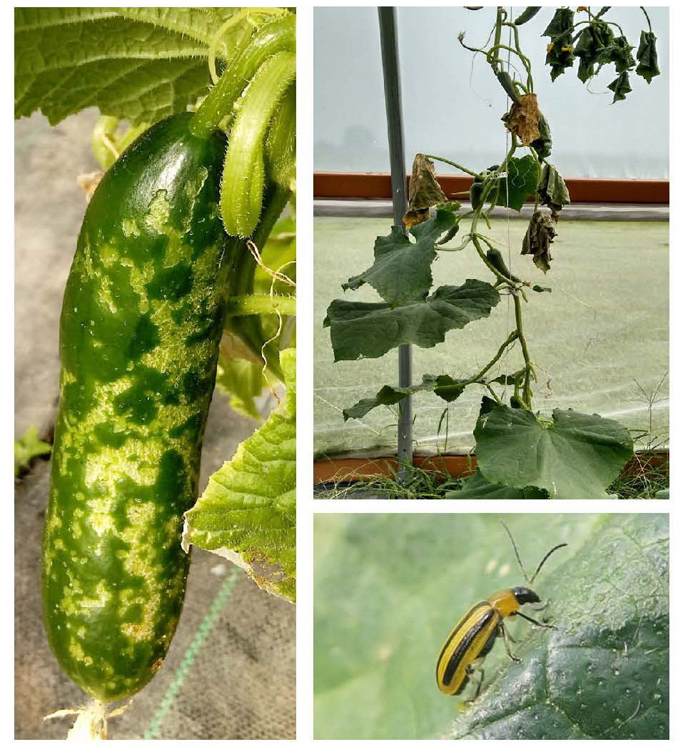 Composite image showing cucumber beetle feeding damage on fruit, a wilted plant infected with bacterial wilt, and a striped cucumber beetle on a leaf.