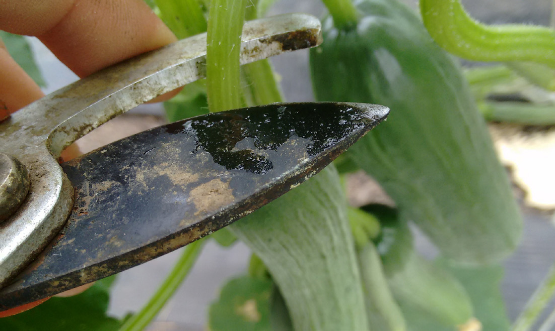 Close-up of pruning shears cutting a cucumber stem, illustrating how bacterial wilt can spread through contaminated tools.